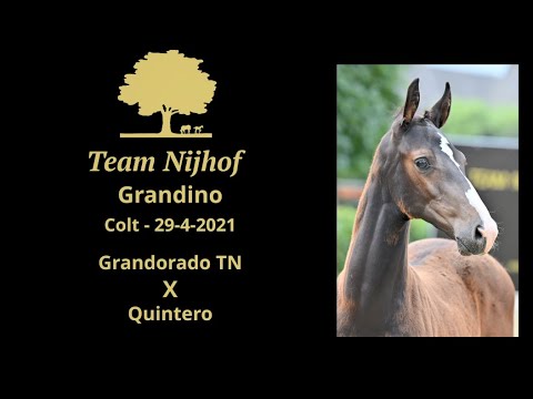 1. Grandino (Grandorado TN x Quintero)