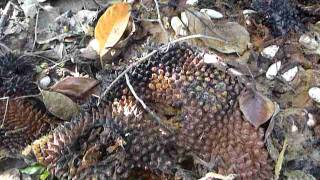 preview picture of video 'Sri Lanka,ශ්‍රී ලංකා,Ceylon,Jackfruit presentation in nature (02)'