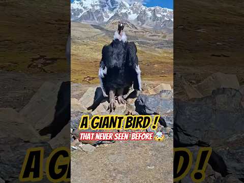 A GIANT BIRD IN THE HIGHEST MOUNTAIN 🏔️#birds #mountain #strangecreatures #getviral #youtube #shorts