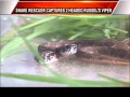 TWO HEADED SNAKE FOUND IN MAPUSA ...