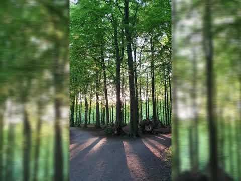 Nicola Porpora/Parto, ti lascio, O cara (Excerpt 1), Irina Roncourt, The Netherlands 2019.