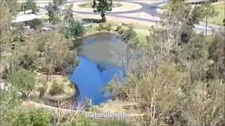 preview picture of video 'Megabat (flying-fox) Boonah Queensland AU 19/02/2014 BEFORE THE DISPERSAL p5'