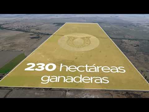 Arocena 230 ha #ganaderiasantafe