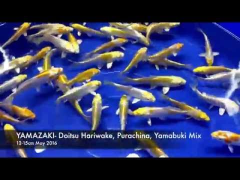 YAMAZAKI  Doitsu Hariwake, Purachina, Yamabuki Mix 12 15cm May 2016