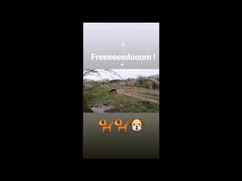 Spasio sam psa / I saved the dog ! 16.4.2018.