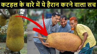 अगर आपको भी कटहल खाना पसंद है तो यह वीडियो आपको जरूर देखनी चाहिए.TrainYourBrain