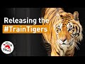 TrainTigers RELEASE DAY Finally Arrived At Their New Home FOUR PAWS SUBS EN
