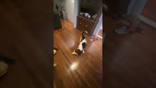 Video preview image #1 Basset Hound Puppy For Sale in Deepwater, NJ, USA