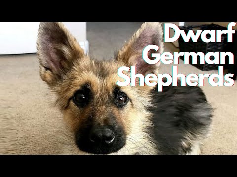 Dwarf German Shepherd: What Causes a GSD To Be Born With Dwarfism?