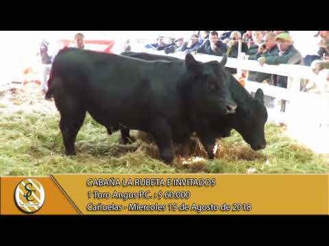 15-08-18 Venta de Machos P.C. - Cabaña La Rubeta e Invitados - Cañuelas