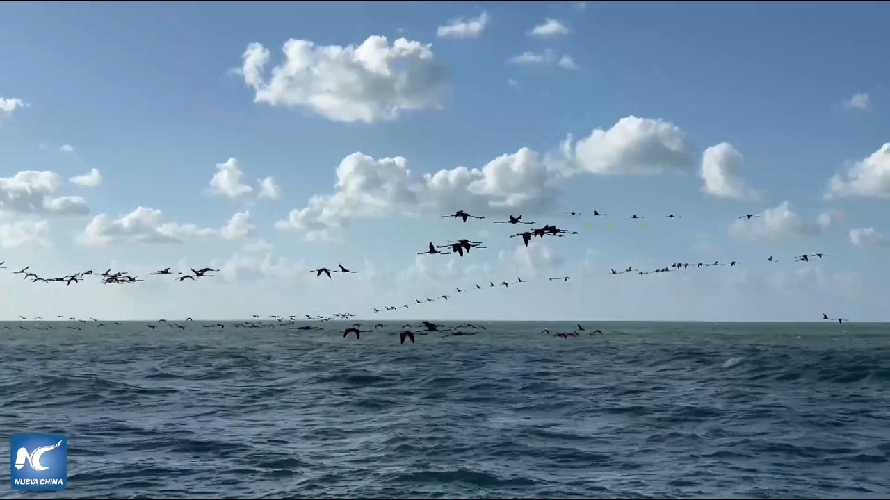 Fundación mexicana enseña a niños de Yucatán a proteger flamencos como símbolo de biodiversidad