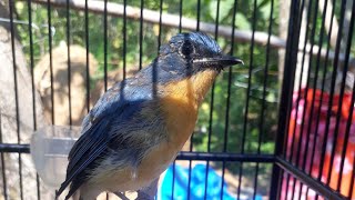 Download lagu Tledekan gunung trotol nyuling full kenari mp3