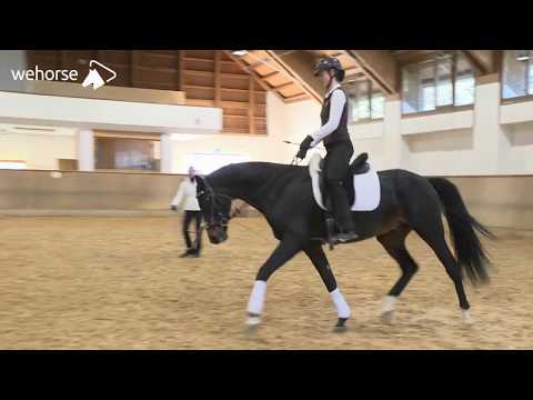 Junge Pferde in der Praxis nach klassischen Grundsätzen ausbilden | Anja Beran