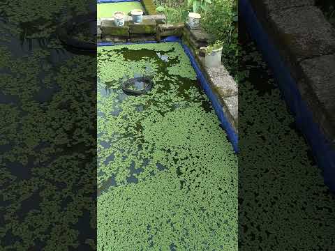 3 hari lagi azolla sudah menuhin kolam #azolla