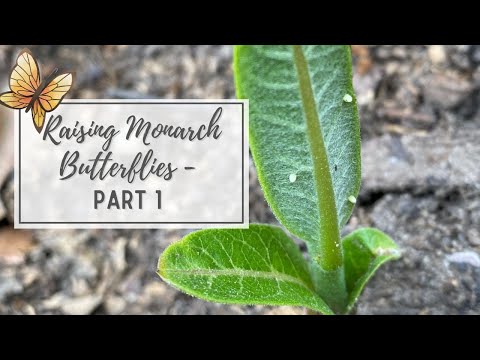 Raising Monarch Butterflies - Part 1