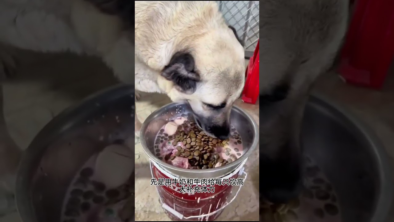 Kangal dogs hunt down wolves stealing sheep #WildlifeUpClose #AnimalBehaviorIsConfusing #Experien...
