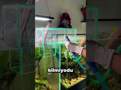 İki Akvaryum Arasında Köprü Kurmak