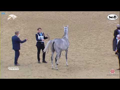 N 97 RABIH AL FAHED   6th Qatar Nat  Arabian Peninsula HS for individual Owners   Colts 2 Years Old