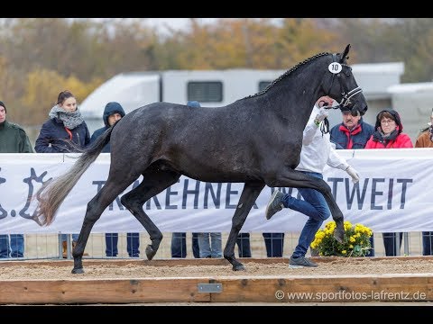 Trakehner Hengstmarkt Kat.Nr. 10 Hengst " Ferrari Forever"*2017
