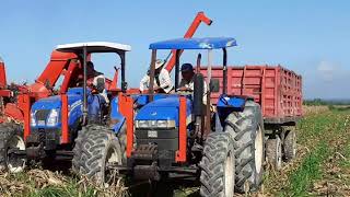 En desarrollo cosecha del maiz en Contramaestre