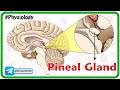 Physiology of pineal gland Animation