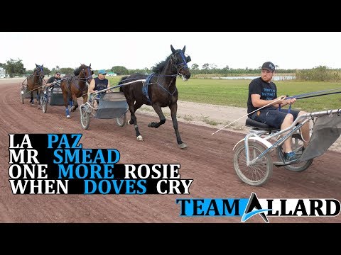 Team Allard 2 Year Olds in Training: La Paz, Mr Smead, When Doves Cry, and One More Rosie