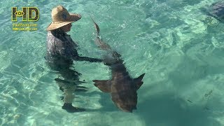 Bahamas - Lobsters, Sharks &  Rays