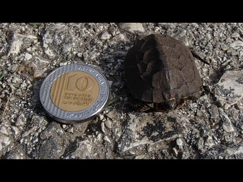 Три фокуса духа пророчества..HASD Fakel..23.01.2021.г