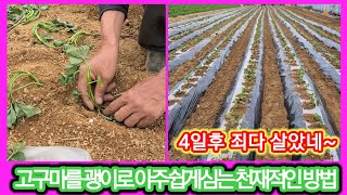 고구마를 괭이로 아주쉽게심어 100%살렸다~