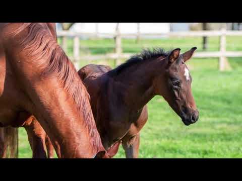 Hengstfohlen von  Despacito - Benidetto