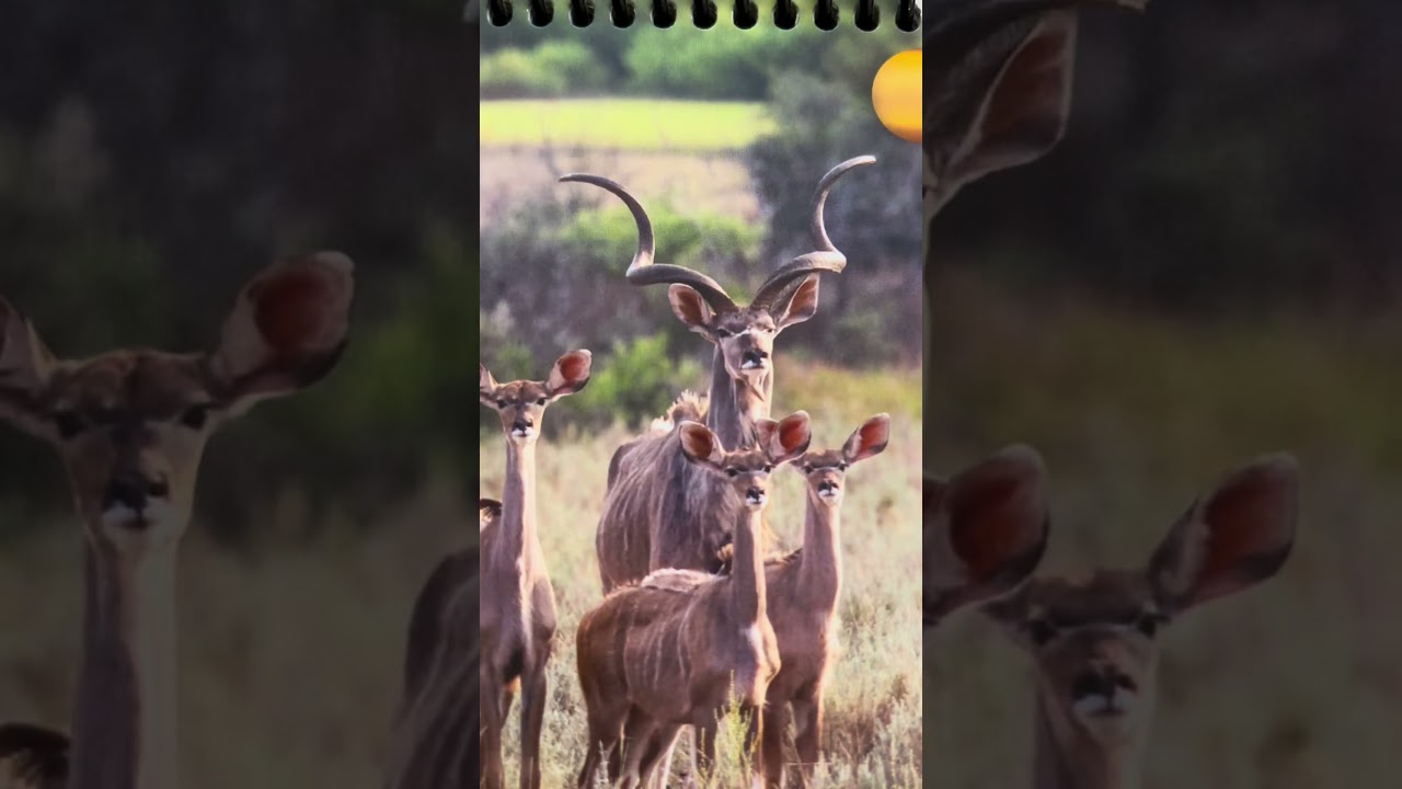 What a day at the Lasarus Auction! 🔥🐃🦏🐮