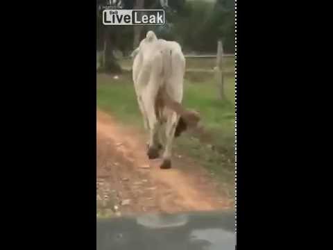 Huge Long Set of Balls on bull in Mexico