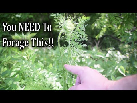 , title : 'Foraging Wild Carrot Stems, The BEST Part of Wild Carrot'