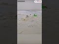 Heroic SDRF Jawan Rescues Drowning Man In Haridwar ViralVideo Shorts