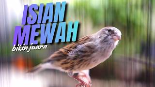 Download lagu MATERI BERKELAS BIKIN JUARA - Masteran Kenari Isian Blackthroat Gacor CENGKOK MEWAH JAWARA mp3 Download lagu MATERI BERKELAS BIKIN JUARA - Masteran Kenari Isian Blackthroat Gacor CENGKOK MEWAH JAWARA mp3