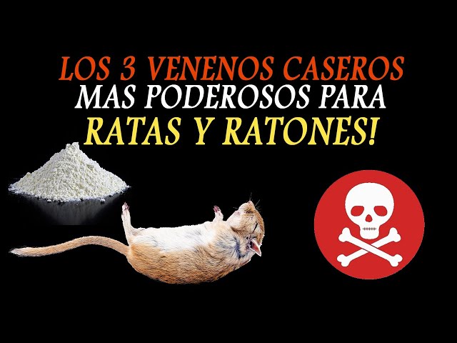 Vídeo relacionado con Sofá para ratas. Novela. Segunda edición. Ampliada y revisada.
