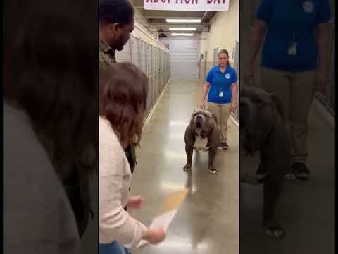 The Giant Bully Tried to Stay Strong… Until They Chose Him