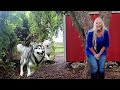 Malamute Husky Reunited With Owner But Can T Find Where She S Hiding