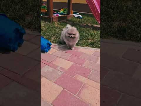 Deutscher Zwergspitz Welpe kaufen