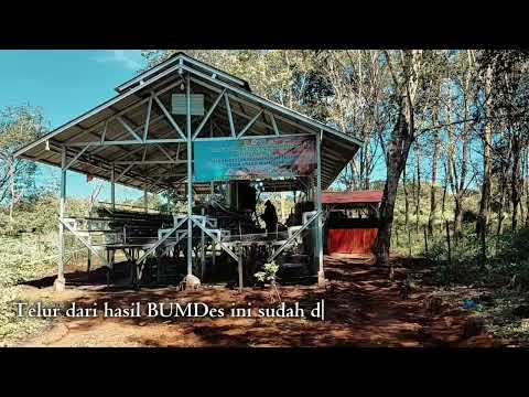 Ayam Petelur Desa Pemuda