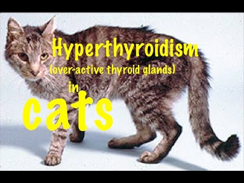 Hyperthyroidism ( over-active thyroids) in cats