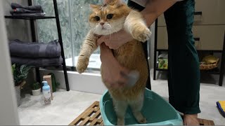 Purrr-Lo! It's Mooncat Waterless Cat Shampoo!