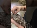 My beaded lizard is shedding! 😁