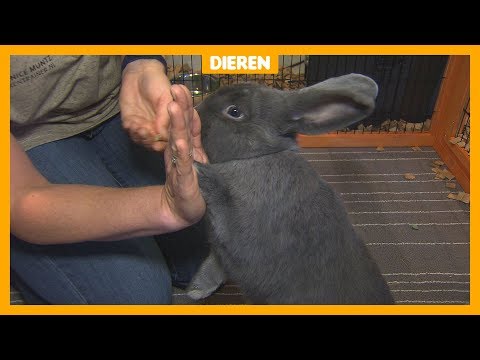 , title : 'Maak je konijn blij: leer hem een trucje'