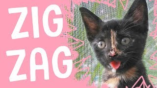 MEET ZIG ZAG - The Happiest Kitten Ever!