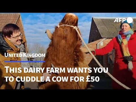 Feeling stressed? This UK dairy farm wants you to cuddle a cow for £50 | AFP