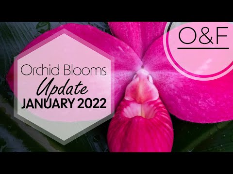 Orchid Update Flowers January 2022 | My orchid plant collection
