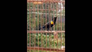 Download lagu SOGON MALUKU / suara khas endemik maluku mp3