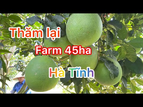 Thăm lại Farm 45 ha Hà Tĩnh trong thời gian làm hoa nghịch vụ