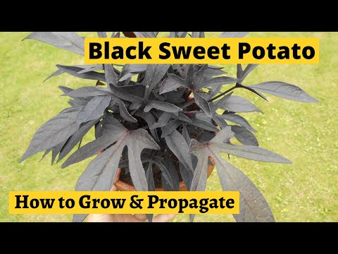 , title : 'How to Grow Sweet Potatoes (black leaf varieties)'
